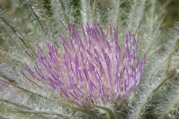 cardo de pradera