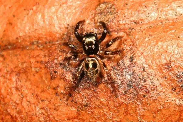 Araña saltadora de banderas gemelas