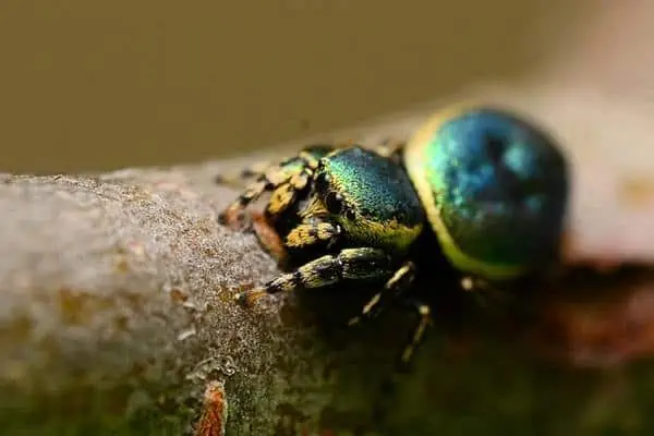 Araña saltadora del escarabajo de hoja común