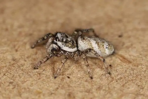 Araña saltadora de cebra