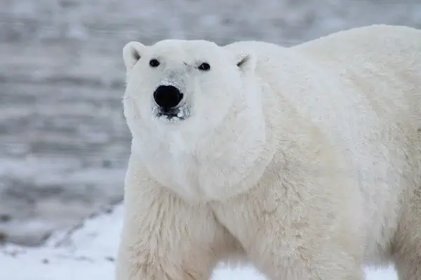 Oso polar