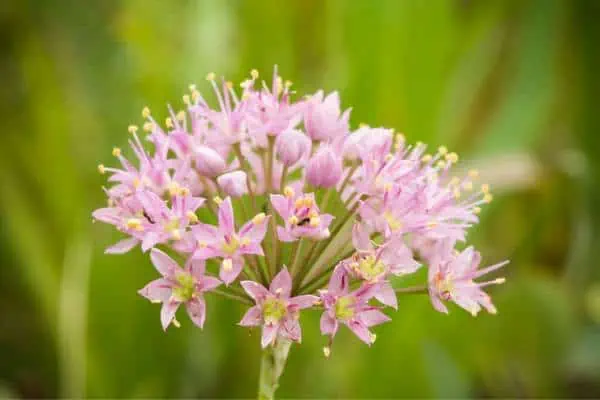 Flores de cebolla de pradera