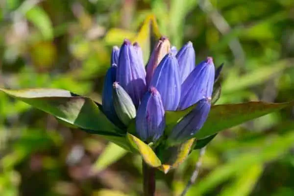 Flores de genciana de botella