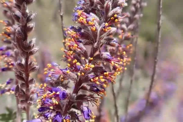 flores de planta principal