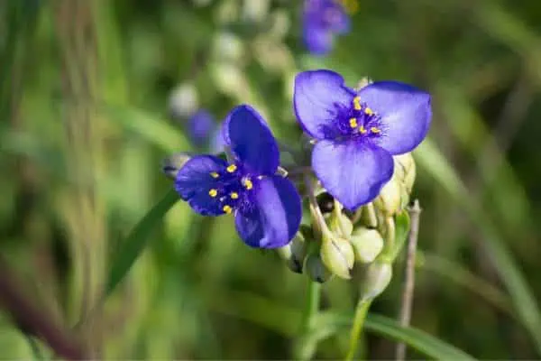 Flores de araña de Ohio