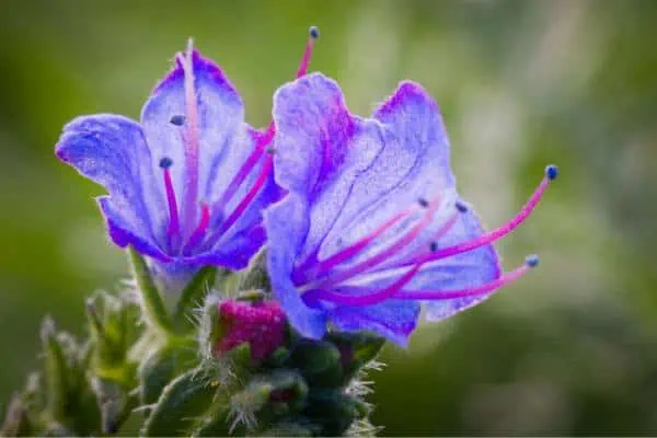 Flores de buglosa de víbora