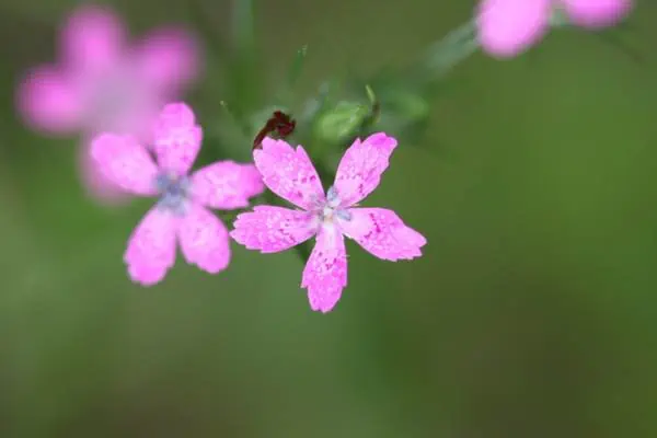 Flores de color rosa doncella