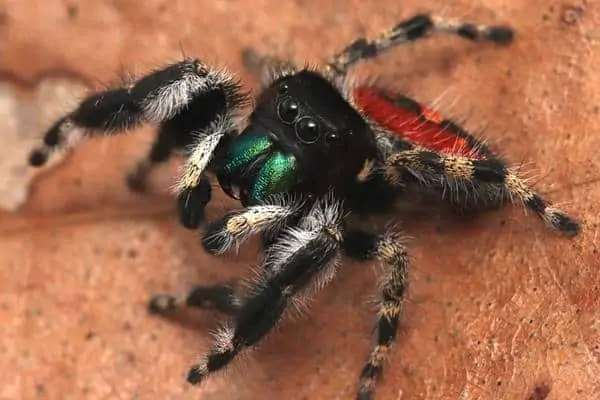 Un phidippus californicus en la hoja