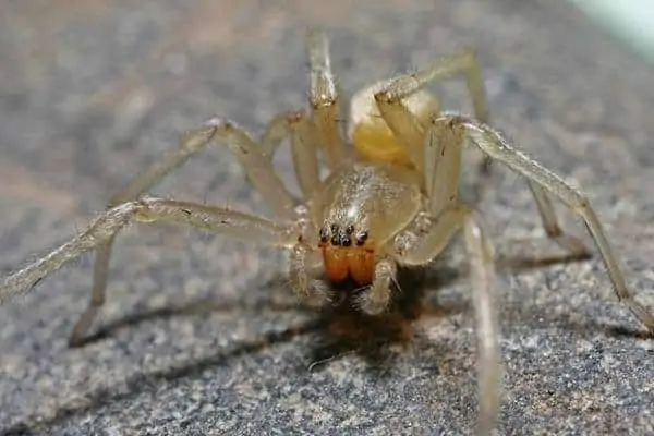 Araña de saco amarillo en el suelo