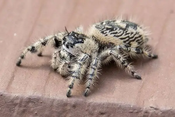 Araña saltarina del dosel hembra