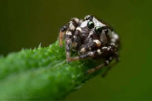 Araña saltarina común de mejillas blancas