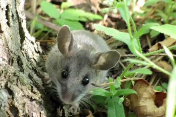 Ratón ciervo mirando