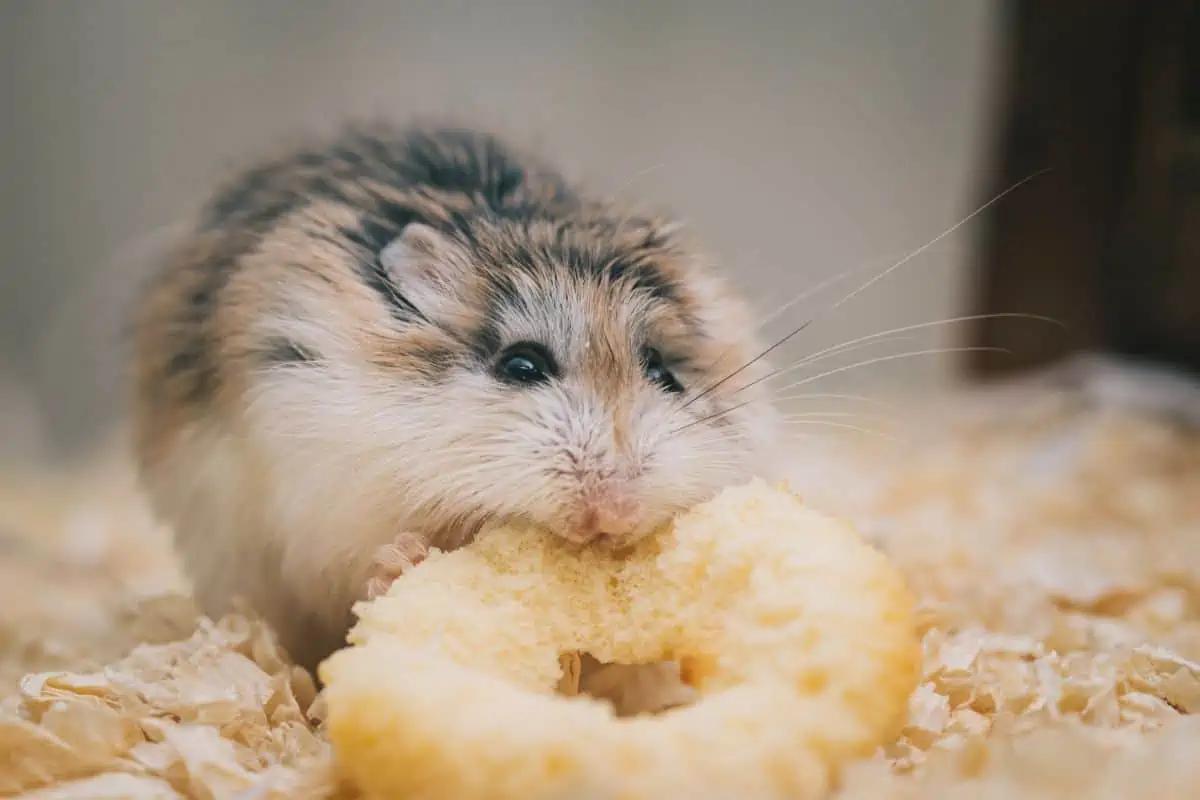 Hámster comiendo dentro de la jaula