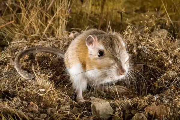 rata canguro en suelo rocoso