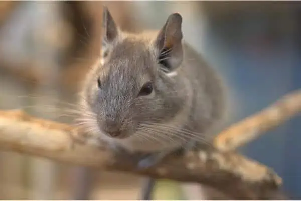 Chinchilla posada sobre un pequeño tronco