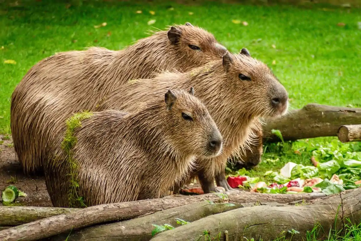 grupo de capibara