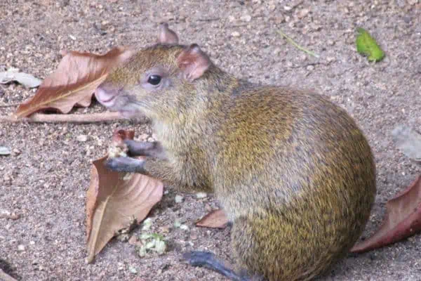 agutí come su comida