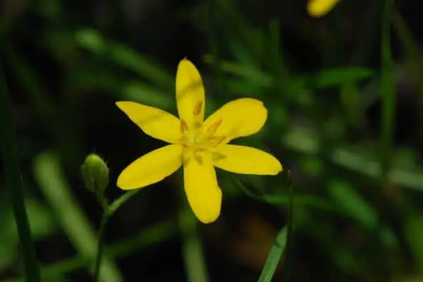 Hierba estrella amarilla