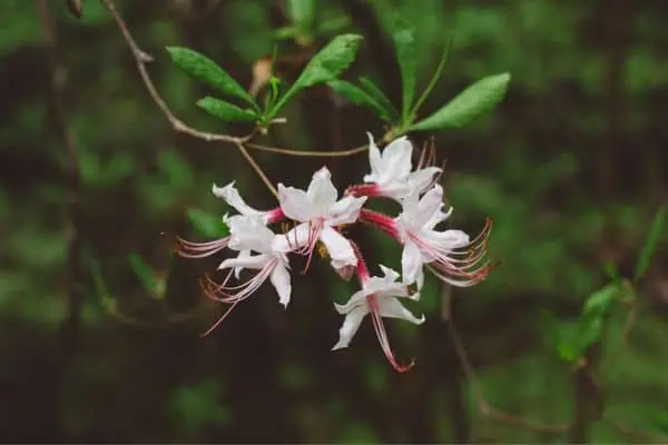 azalea rosa 