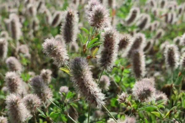 Trébol de pata de conejo 
