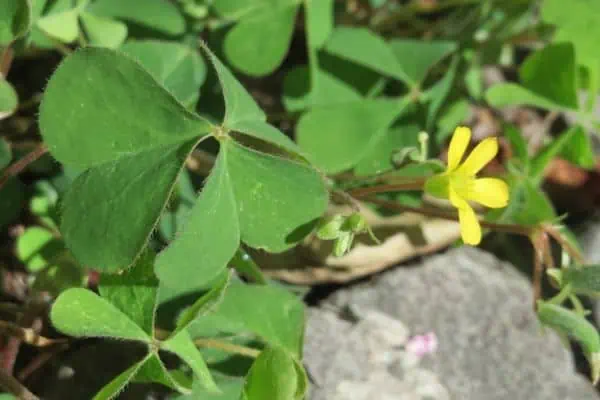 Acedera amarilla común