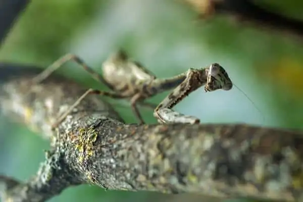 Mantis religiosa en el dosel