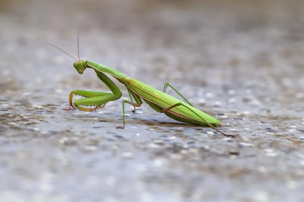 Mantis religiosa en el suelo