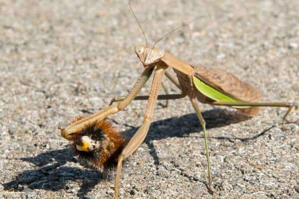 Mantis religiosa sosteniendo una oruga