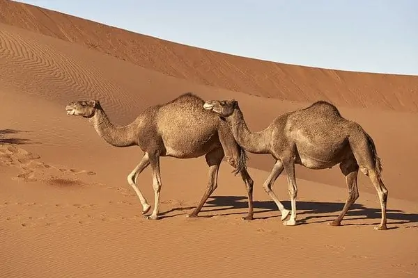 Camellos dromedarios
