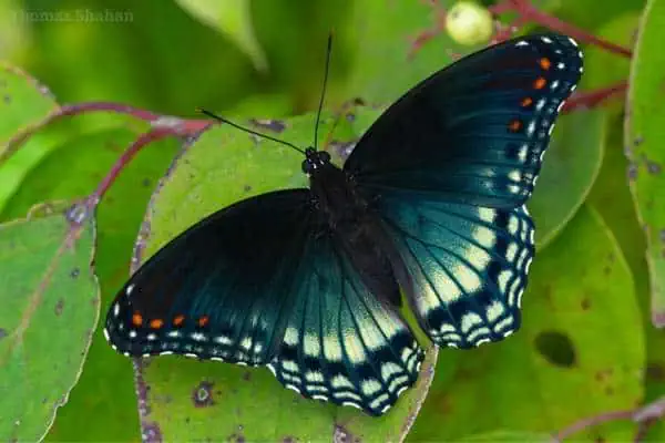 Mariposa almirante púrpura con manchas rojas