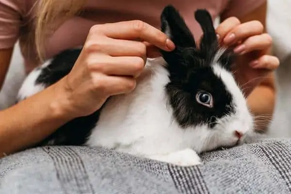 Mujer y su conejo mascota