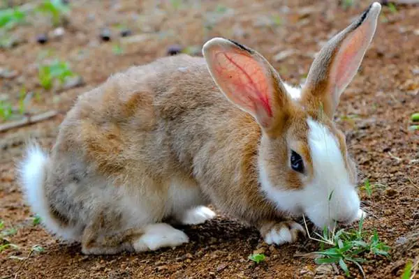 Conejo comiendo hierba