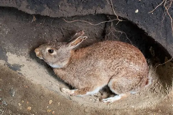 Conejo en una madriguera