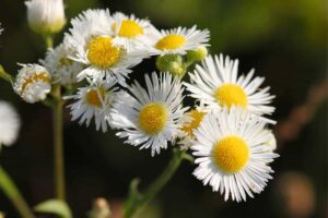 13 Flores Silvestres en Oklahoma (con Fotos)