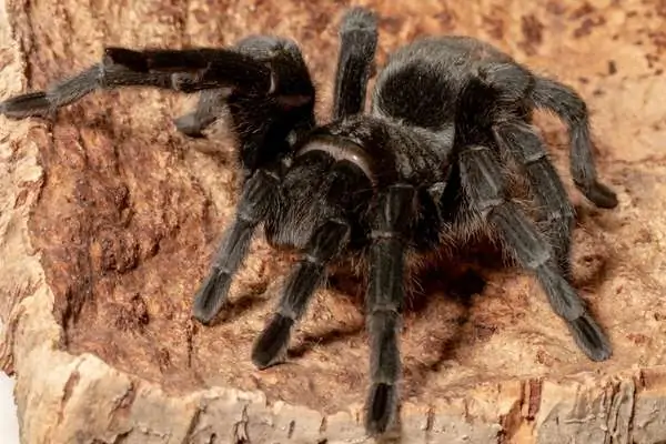 Tarántula negra brasileña