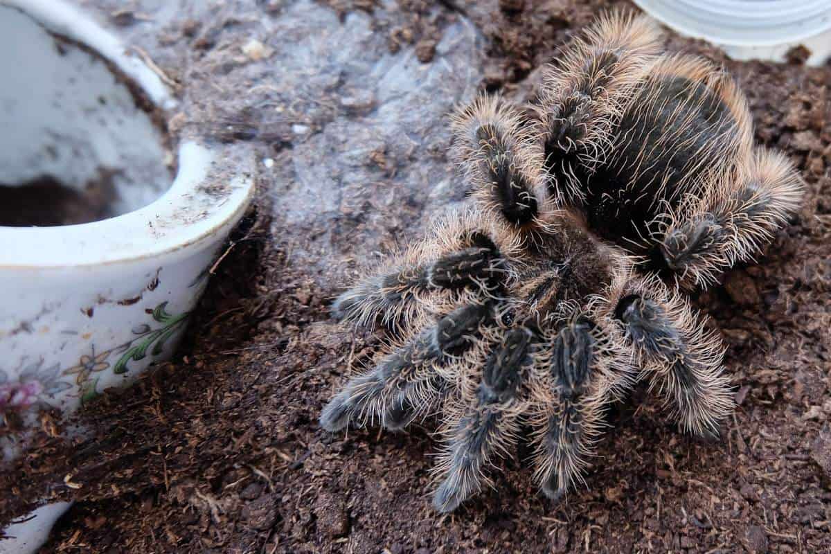 Tarántula de pelo rizado