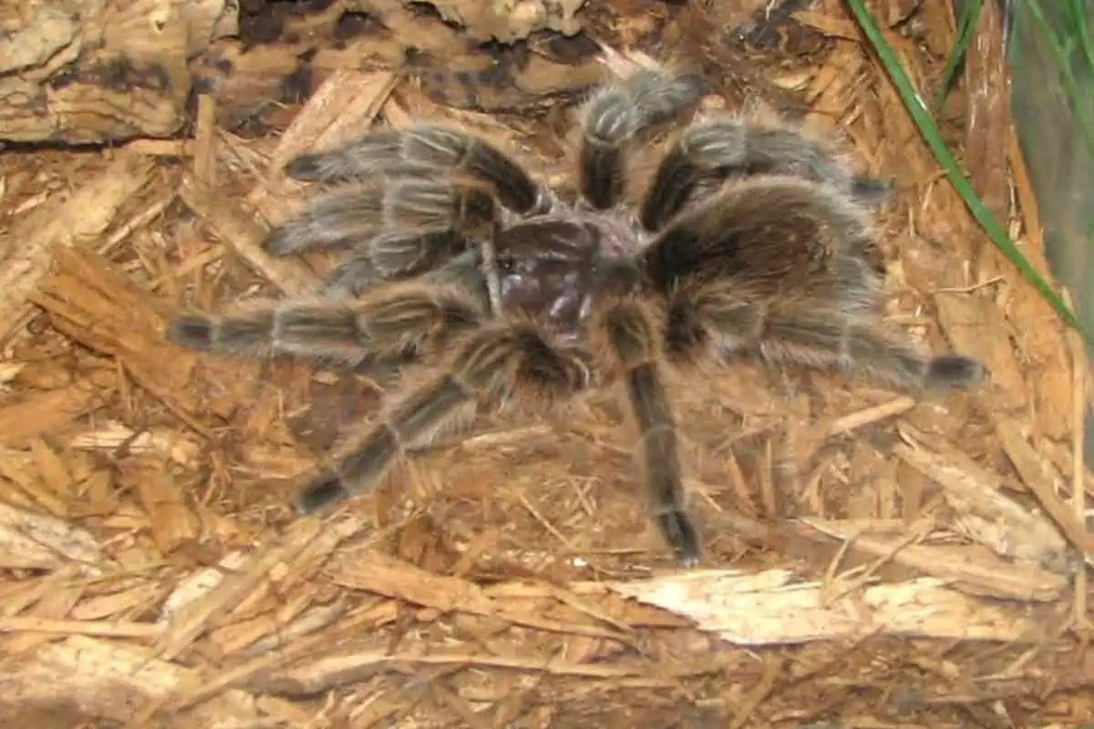 Tarántula de pelo rosa