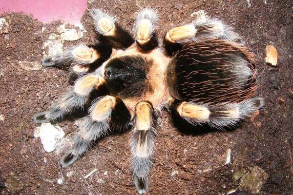 Tarántula de rodilla roja de Smith