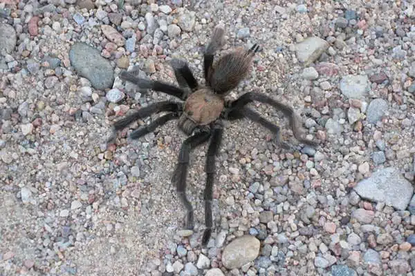 Tarántula marrón de Oklahoma