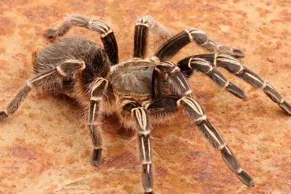 Tarántula rodilla dorada del Chaco