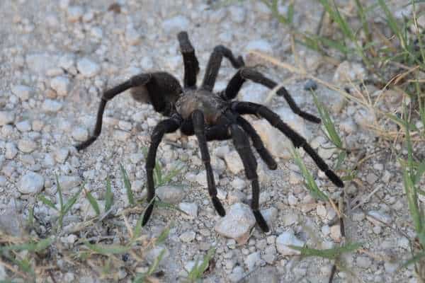 Tarántula bronceada de Texas