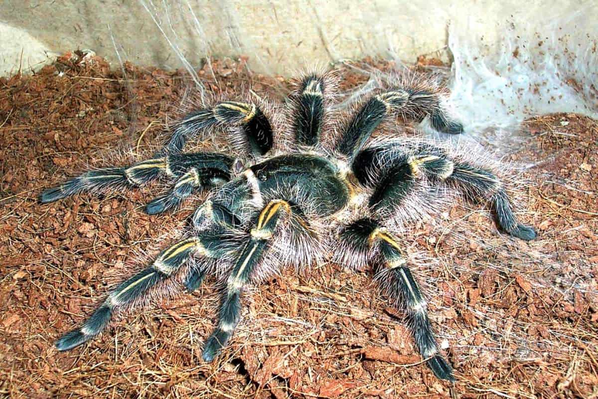 Tarántula de rodilla dorada del Chaco en su terrario