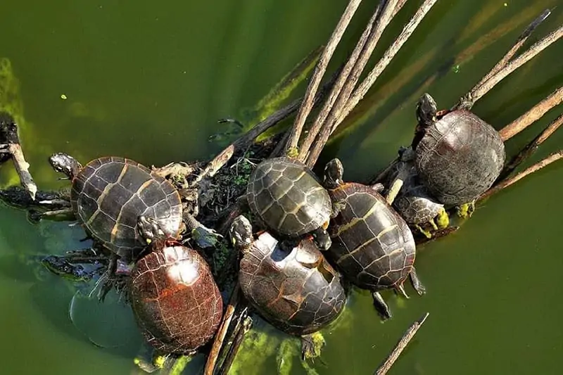 tortugas pintadas