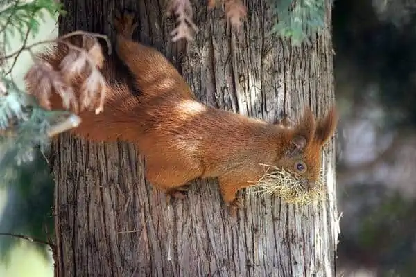 Ardilla roja construyendo un nido