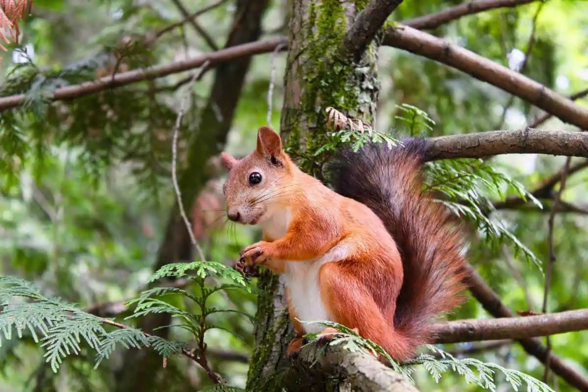 Ardilla en árbol