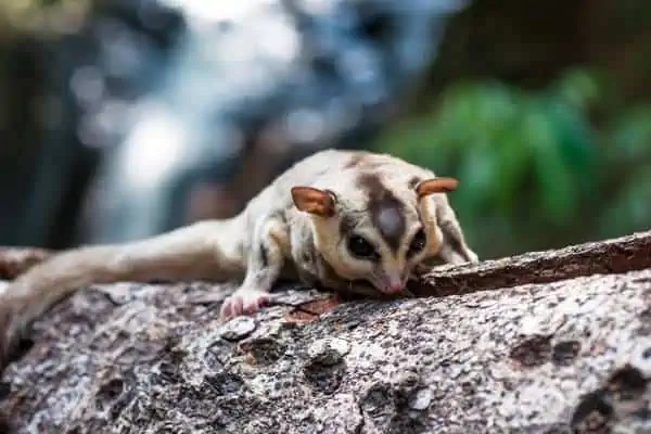 Ardilla voladora en el árbol