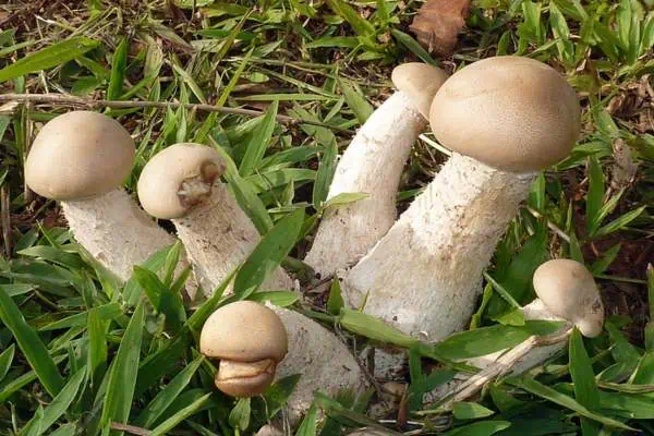 Conjunto de titanes de Macrocybe