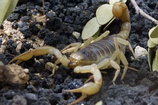 Escorpión de corteza de Arizona