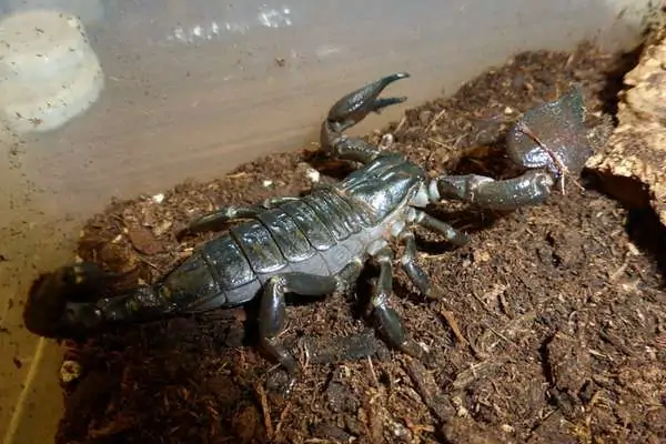 Escorpión de garras rojas de Tanzania