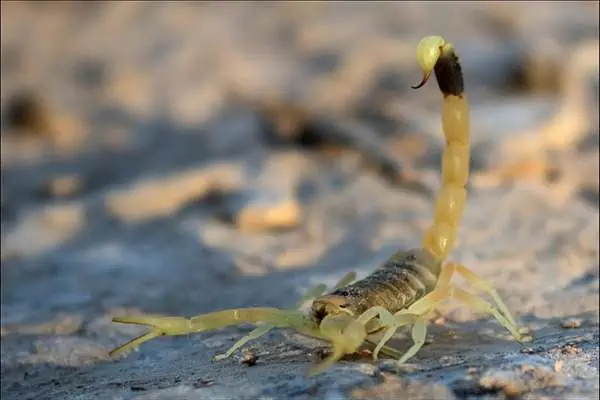 Escorpión acechador de la muerte